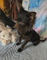 Buddy, a male Chihuahua for sale in Lebanon, MO – Photo 1 of 7