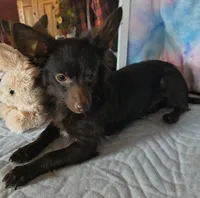 Buddy, a male Chihuahua for sale in Lebanon, MO – Photo 2 of 7