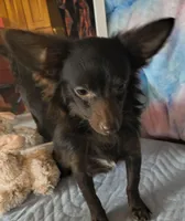 Buddy, a male Chihuahua for sale in Lebanon, MO – Photo 3 of 7