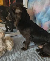 Buddy, a male Chihuahua for sale in Lebanon, MO – Photo 6 of 7