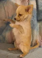 Rimi, a male Chihuahua for sale in Lebanon, MO – 3 of 4