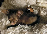 Choco Muffin, a female Chihuahua for sale in Lebanon, MO – Photo 1 of 5