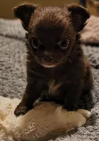 Choco Muffin, a female Chihuahua for sale in Lebanon, MO – Photo 3 of 5