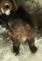 Choco Muffin, a female Chihuahua for sale in Lebanon, MO – Photo 4 of 5