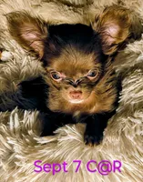 Choco Muffin, a female Chihuahua for sale in Lebanon, MO – Photo 2 of 5