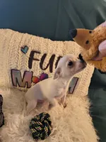 Casper, a male Chihuahua for sale in Lebanon, MO – 4 of 6