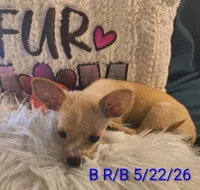 Dreamer, a male Chihuahua for sale in Lebanon, MO – 2 of 5