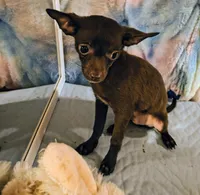 Bentley , a male Chihuahua for sale in Lebanon, MO – 3 of 3