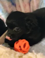 Aspen, a female Chihuahua for sale in Lebanon, MO – 4 of 6