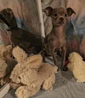 Loki, a male Chihuahua for sale in Lebanon, MO – 3 of 4