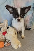 Piper , a male Chihuahua for sale in Lebanon, MO – Photo 2 of 6