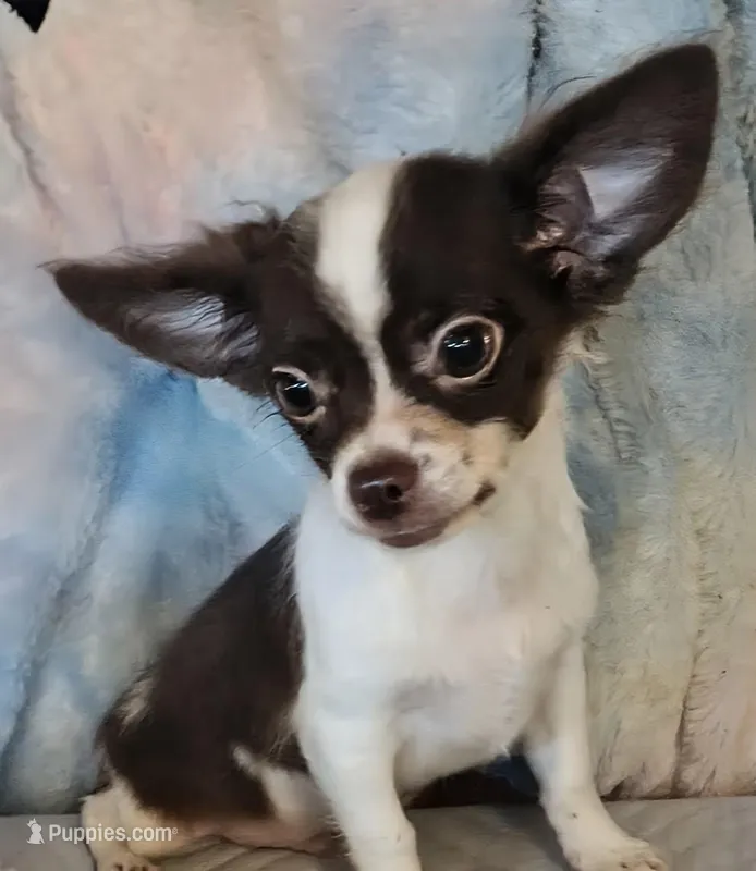 Piper  – Chihuahua puppy for sale in Lebanon, MO