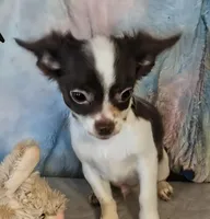 Piper , a male Chihuahua for sale in Lebanon, MO – Photo 4 of 6