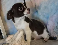 Piper , a male Chihuahua for sale in Lebanon, MO – Photo 6 of 6