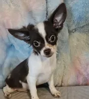 Piper , a male Chihuahua for sale in Lebanon, MO – Photo 5 of 6