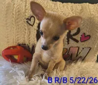 Dreamer, a male Chihuahua for sale in Lebanon, MO – 3 of 5