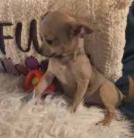 Stormys Princess LC, a female Chihuahua for sale in Lebanon, MO – 2 of 7