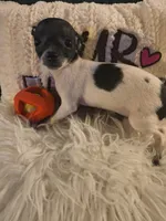 Willows Girl, a female Chihuahua for sale in Lebanon, MO – 6 of 8