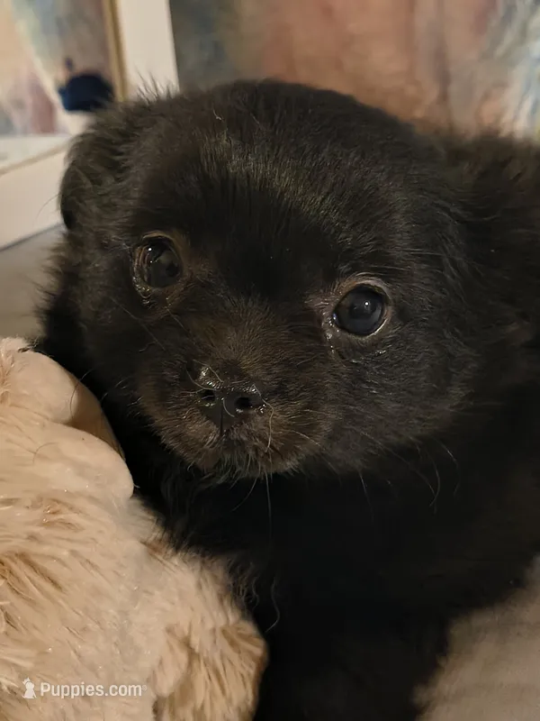 Chiefs Ransom  – Chihuahua puppy for sale in Lebanon, MO