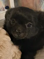 Chiefs Ransom , a male Chihuahua for sale in Lebanon, MO – 1 of 6