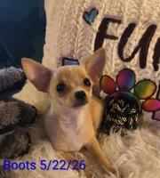 Tabolt, a male Chihuahua for sale in Lebanon, MO – 6 of 6