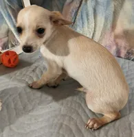 Benji, a male Chihuahua for sale in Lebanon, MO – 2 of 4