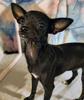 River, a female Chihuahua for sale in Lebanon, MO – 4 of 5