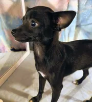 River, a female Chihuahua for sale in Lebanon, MO – 3 of 5