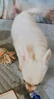 Morning Star, a female Chihuahua for sale in Lebanon, MO – 1 of 4