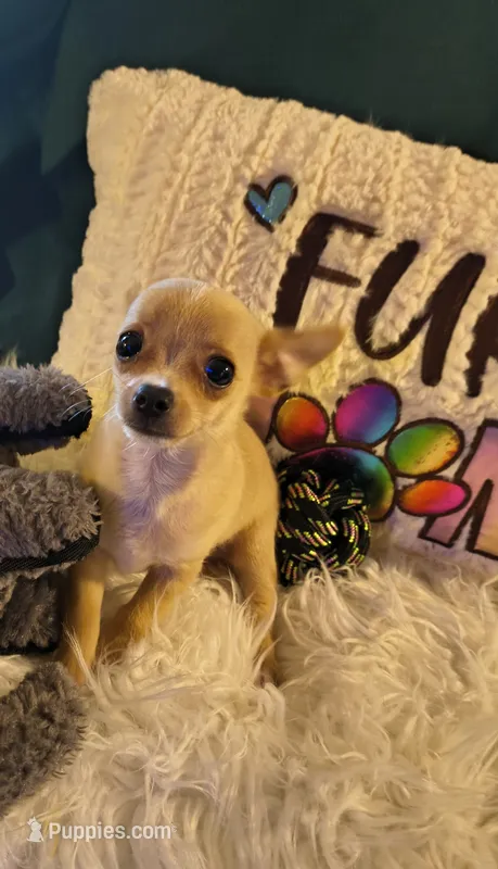 Tabolt – Chihuahua puppy on hold in Lebanon, MO