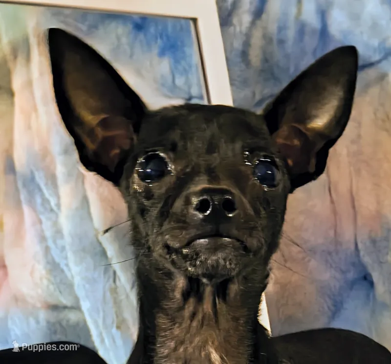 River – Chihuahua puppy for sale in Lebanon, MO