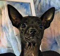 River, a female Chihuahua for sale in Lebanon, MO – 1 of 5