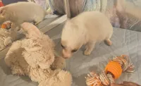 Morning Star, a female Chihuahua for sale in Lebanon, MO – 2 of 4