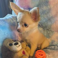 Abby, a female Chihuahua for sale in Lebanon, MO – Photo 3 of 5