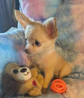 Abby, a female Chihuahua for sale in Lebanon, MO – Photo 3 of 5