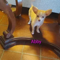 Abby, a female Chihuahua for sale in Lebanon, MO – Photo 5 of 5
