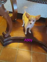 Abby, a female Chihuahua for sale in Lebanon, MO – Photo 5 of 5