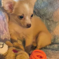 Abby, a female Chihuahua for sale in Lebanon, MO – Photo 4 of 5