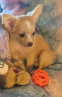 Abby, a female Chihuahua for sale in Lebanon, MO – Photo 4 of 5