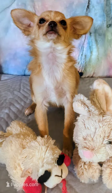 Abby – Chihuahua puppy on hold in Lebanon, MO