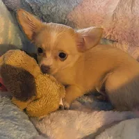 Abby, a female Chihuahua for sale in Lebanon, MO – Photo 1 of 5