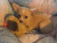 Abby, a female Chihuahua for sale in Lebanon, MO – Photo 1 of 5