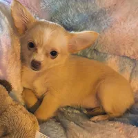 Abby, a female Chihuahua for sale in Lebanon, MO – Photo 2 of 5