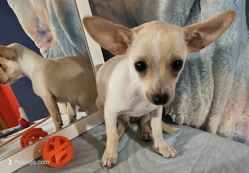 Benji, a male Chihuahua for sale in Lebanon, MO – 1 of 4