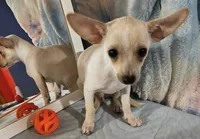 Benji, a male Chihuahua for sale in Lebanon, MO – 1 of 4
