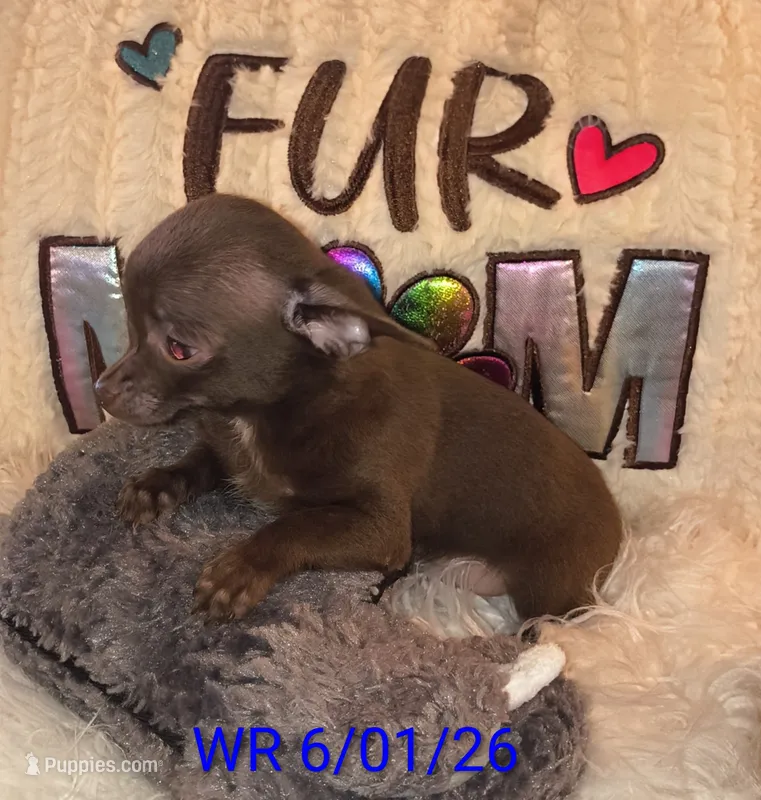 Franky – Chihuahua puppy on hold in Lebanon, MO