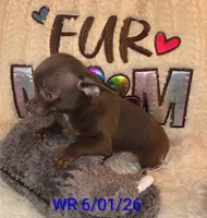 Franky, a male Chihuahua for sale in Lebanon, MO – 1 of 6
