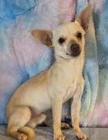 Max , a male Chihuahua for sale in Lebanon, MO – Photo 2 of 2