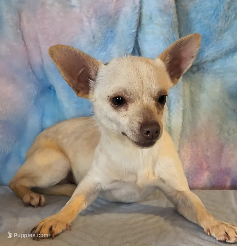 Max , a male Chihuahua for sale in Lebanon, MO – Photo 1 of 2