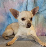 Max , a male Chihuahua for sale in Lebanon, MO – Photo 1 of 2